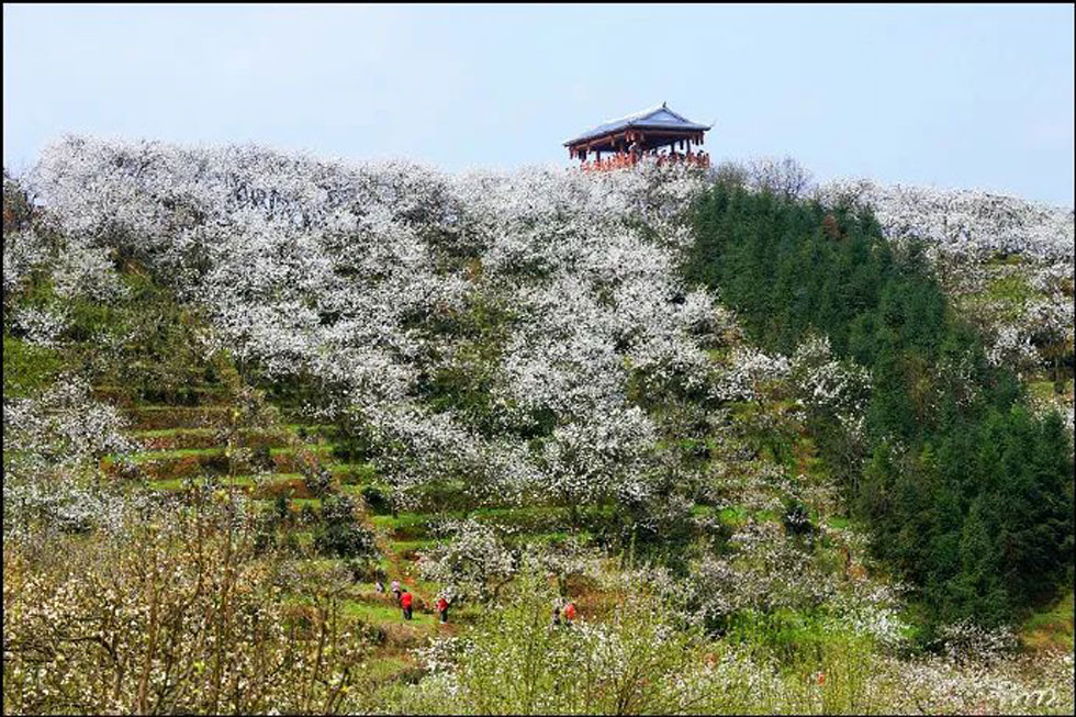 【春天，广西桂林灌阳县向您发出邀请！】我们在灌阳看梨花 - 游山玩水 - 鞍山生活社区 - 鞍山28生活网 as.28life.net