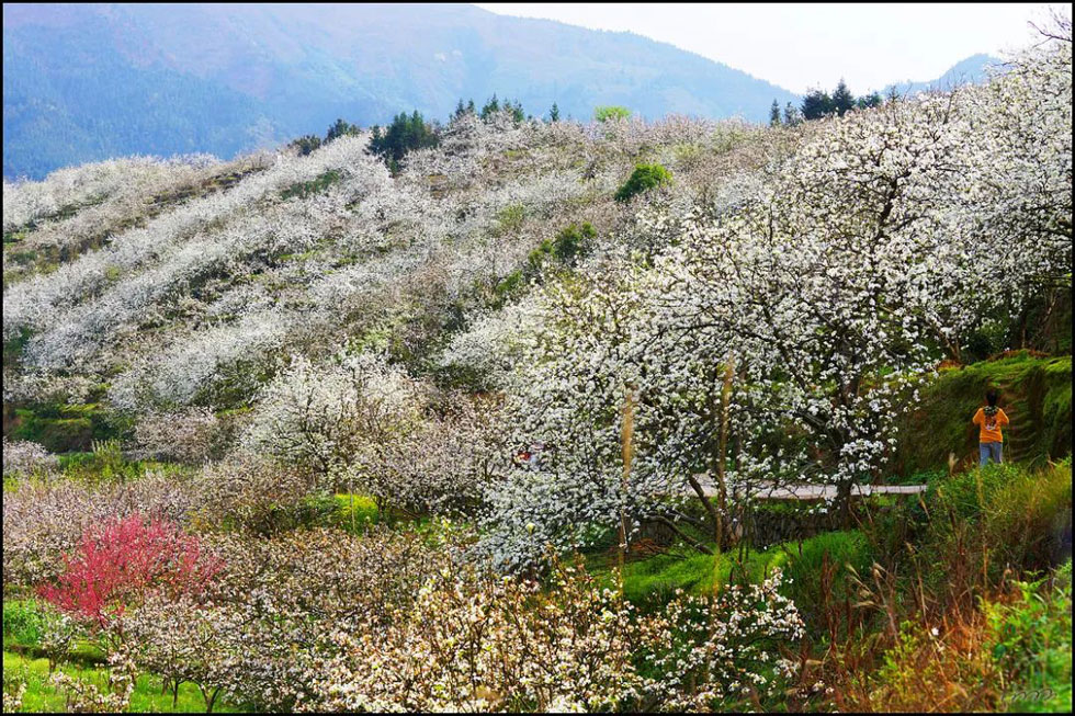 【春天，广西桂林灌阳县向您发出邀请！】我们在灌阳看梨花 - 游山玩水 - 鞍山生活社区 - 鞍山28生活网 as.28life.net