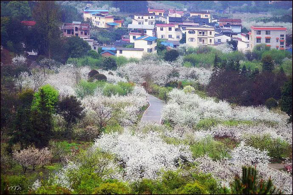 【春天，广西桂林灌阳县向您发出邀请！】我们在灌阳看梨花 - 游山玩水 - 鞍山生活社区 - 鞍山28生活网 as.28life.net