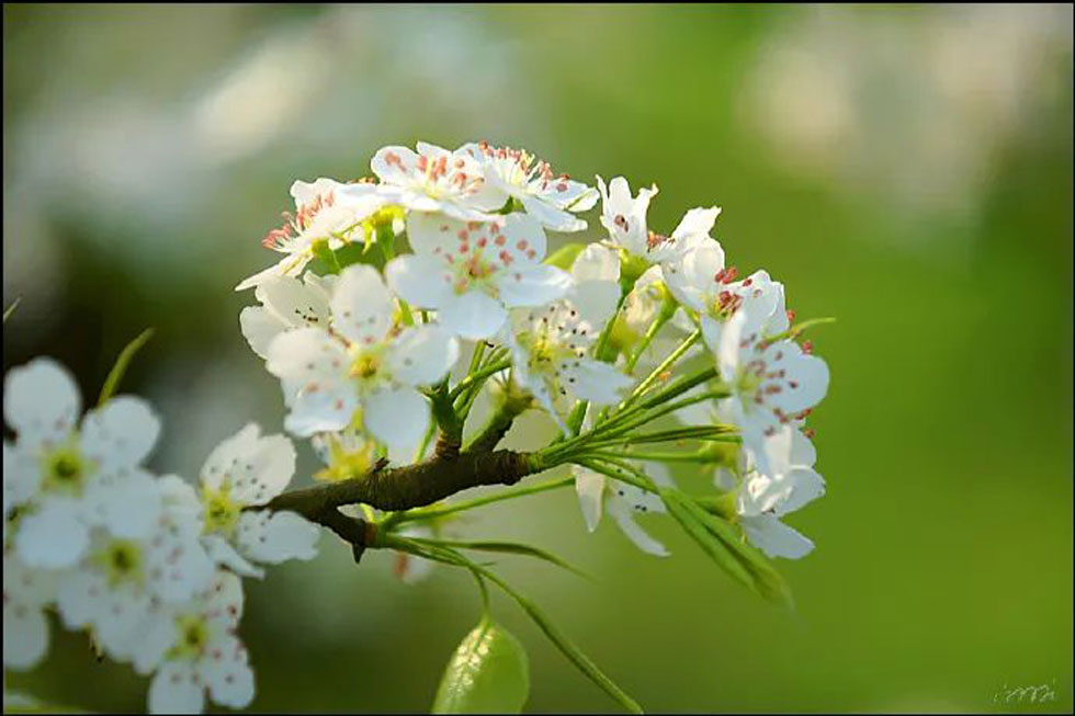 【春天，广西桂林灌阳县向您发出邀请！】我们在灌阳看梨花 - 游山玩水 - 鞍山生活社区 - 鞍山28生活网 as.28life.net