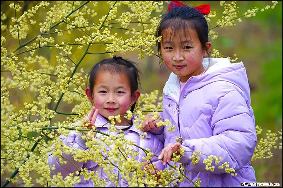 【春天，广西桂林灌阳县向您发出邀请！】米珠山前有片山苍子花在飘香 - 游山玩水 - 鞍山生活社区 - 鞍山28生活网 as.28life.net