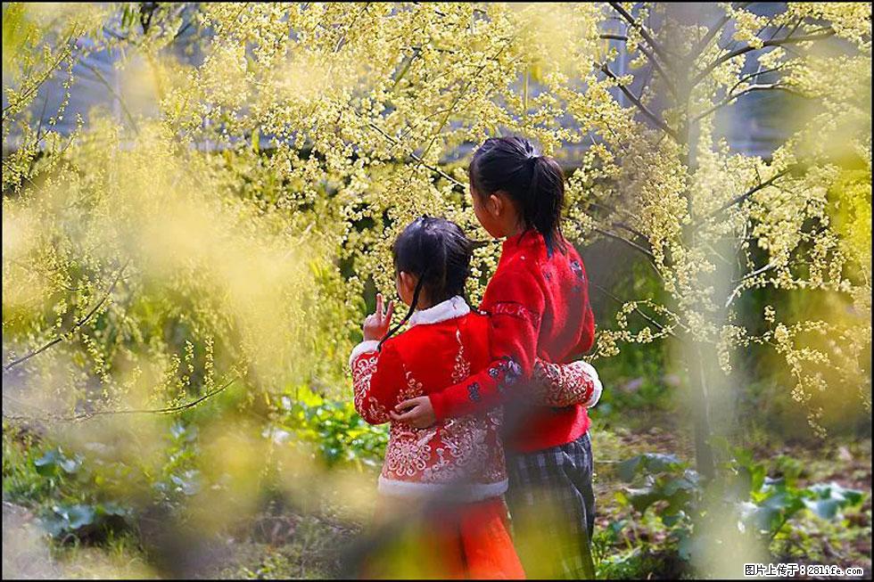 【春天，广西桂林灌阳县向您发出邀请！】米珠山前有片山苍子花在飘香 - 游山玩水 - 鞍山生活社区 - 鞍山28生活网 as.28life.net