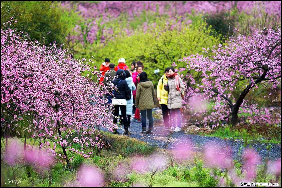 【春天，广西桂林灌阳县向您发出邀请！】官庄村有个醉美的桃花园 - 游山玩水 - 鞍山生活社区 - 鞍山28生活网 as.28life.net