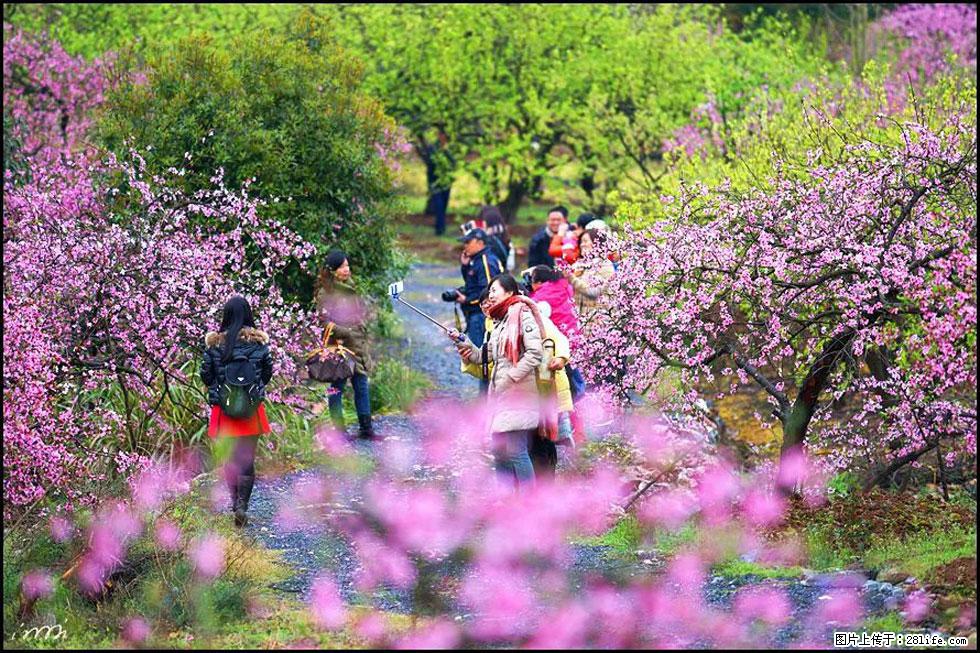 【春天，广西桂林灌阳县向您发出邀请！】官庄村有个醉美的桃花园 - 游山玩水 - 鞍山生活社区 - 鞍山28生活网 as.28life.net
