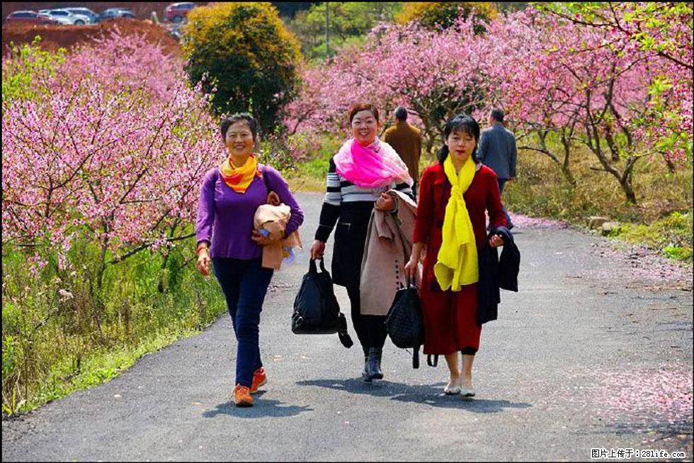 【春天，广西桂林灌阳县向您发出邀请！】官庄村有个醉美的桃花园 - 游山玩水 - 鞍山生活社区 - 鞍山28生活网 as.28life.net