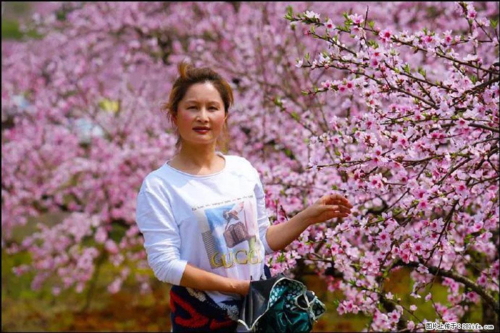 【春天，广西桂林灌阳县向您发出邀请！】官庄村有个醉美的桃花园 - 游山玩水 - 鞍山生活社区 - 鞍山28生活网 as.28life.net