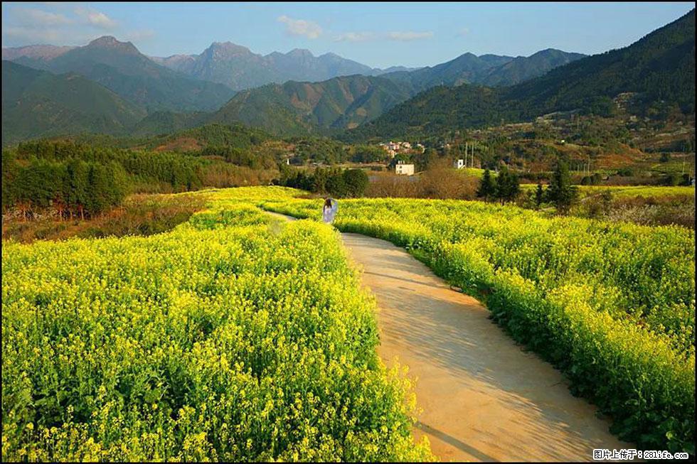 【春天，广西桂林灌阳县向您发出邀请！】长坪村油菜盛情花开 - 游山玩水 - 鞍山生活社区 - 鞍山28生活网 as.28life.net