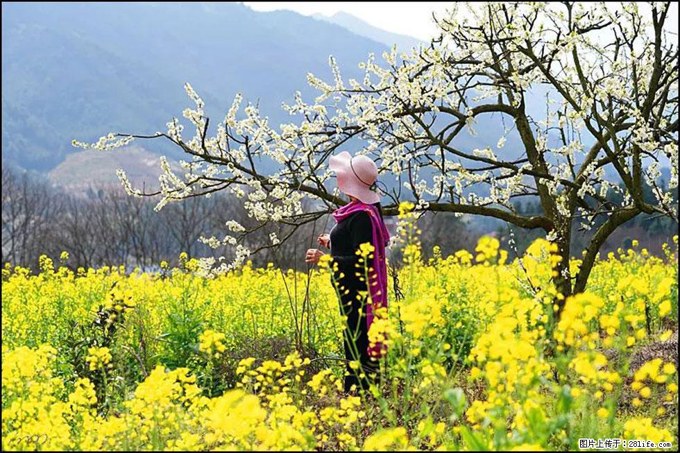 【春天，广西桂林灌阳县向您发出邀请！】长坪村油菜盛情花开 - 游山玩水 - 鞍山生活社区 - 鞍山28生活网 as.28life.net