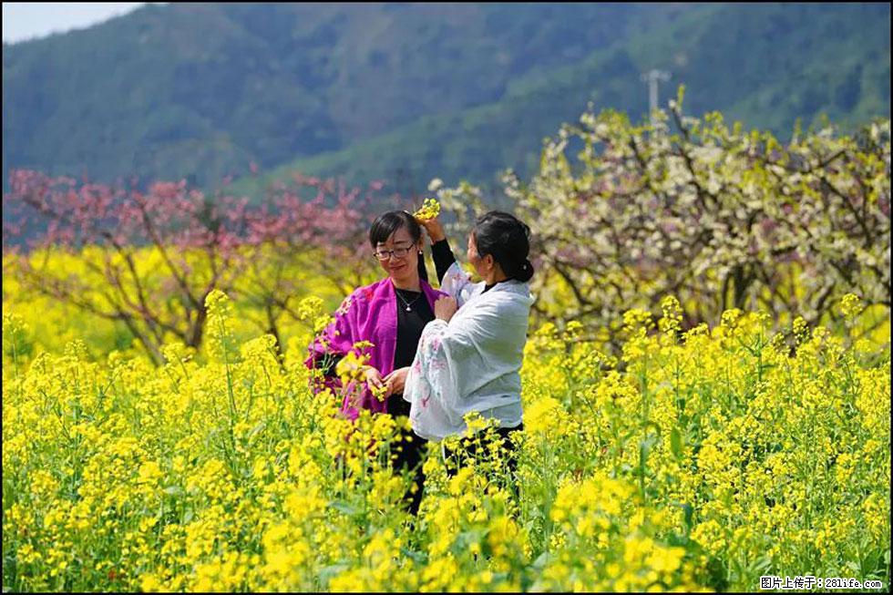 【春天，广西桂林灌阳县向您发出邀请！】长坪村油菜盛情花开 - 游山玩水 - 鞍山生活社区 - 鞍山28生活网 as.28life.net