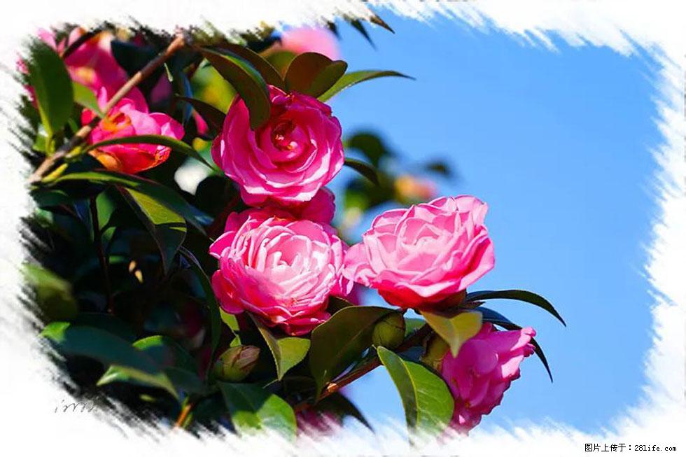 【春天，广西桂林灌阳县向您发出邀请！】杨柳井茶花惹人爱 - 游山玩水 - 鞍山生活社区 - 鞍山28生活网 as.28life.net