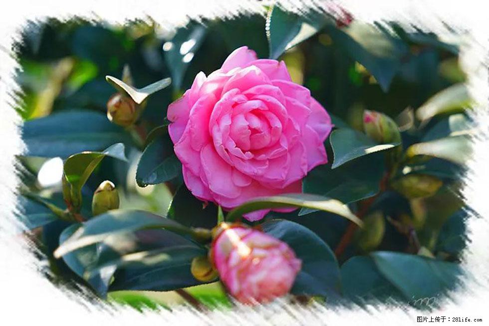 【春天，广西桂林灌阳县向您发出邀请！】杨柳井茶花惹人爱 - 游山玩水 - 鞍山生活社区 - 鞍山28生活网 as.28life.net