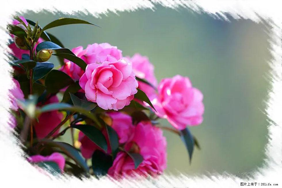 【春天，广西桂林灌阳县向您发出邀请！】杨柳井茶花惹人爱 - 游山玩水 - 鞍山生活社区 - 鞍山28生活网 as.28life.net