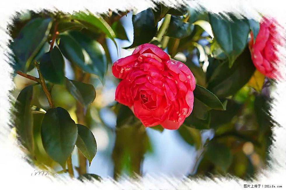 【春天，广西桂林灌阳县向您发出邀请！】杨柳井茶花惹人爱 - 游山玩水 - 鞍山生活社区 - 鞍山28生活网 as.28life.net