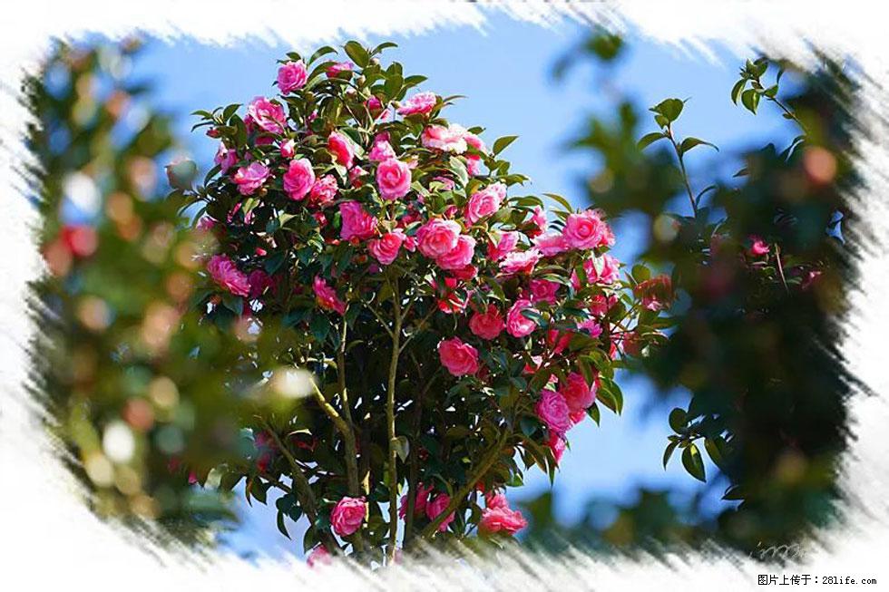 【春天，广西桂林灌阳县向您发出邀请！】杨柳井茶花惹人爱 - 游山玩水 - 鞍山生活社区 - 鞍山28生活网 as.28life.net
