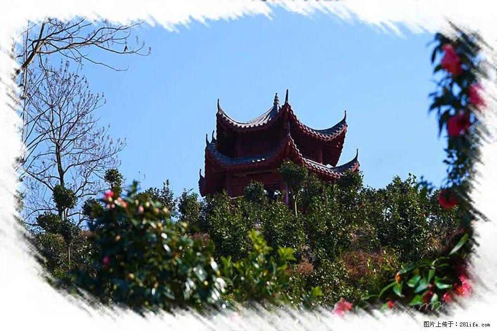 【春天，广西桂林灌阳县向您发出邀请！】杨柳井茶花惹人爱 - 游山玩水 - 鞍山生活社区 - 鞍山28生活网 as.28life.net