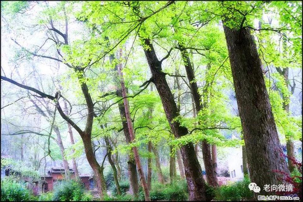 【春天，广西桂林灌阳县向您发出邀请！】在小龙村与春天约会 - 游山玩水 - 鞍山生活社区 - 鞍山28生活网 as.28life.net