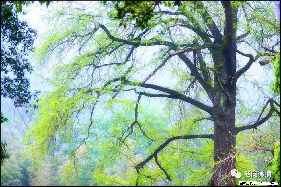 【春天，广西桂林灌阳县向您发出邀请！】在小龙村与春天约会 - 游山玩水 - 鞍山生活社区 - 鞍山28生活网 as.28life.net