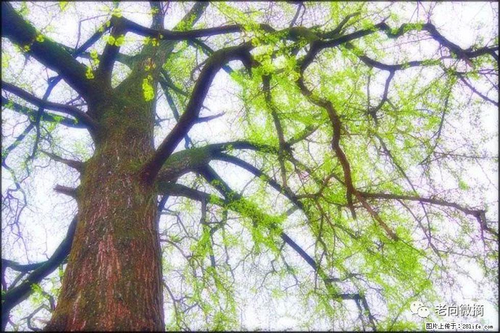 【春天，广西桂林灌阳县向您发出邀请！】在小龙村与春天约会 - 游山玩水 - 鞍山生活社区 - 鞍山28生活网 as.28life.net
