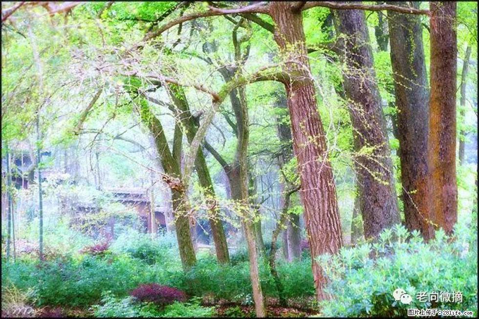 【春天，广西桂林灌阳县向您发出邀请！】在小龙村与春天约会 - 游山玩水 - 鞍山生活社区 - 鞍山28生活网 as.28life.net