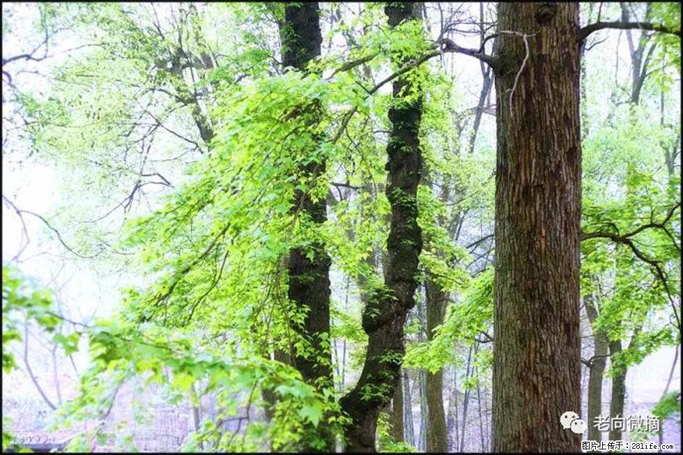 【春天，广西桂林灌阳县向您发出邀请！】在小龙村与春天约会 - 游山玩水 - 鞍山生活社区 - 鞍山28生活网 as.28life.net