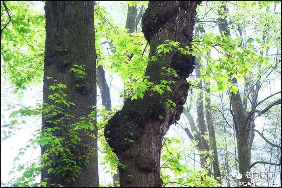 【春天，广西桂林灌阳县向您发出邀请！】在小龙村与春天约会 - 游山玩水 - 鞍山生活社区 - 鞍山28生活网 as.28life.net