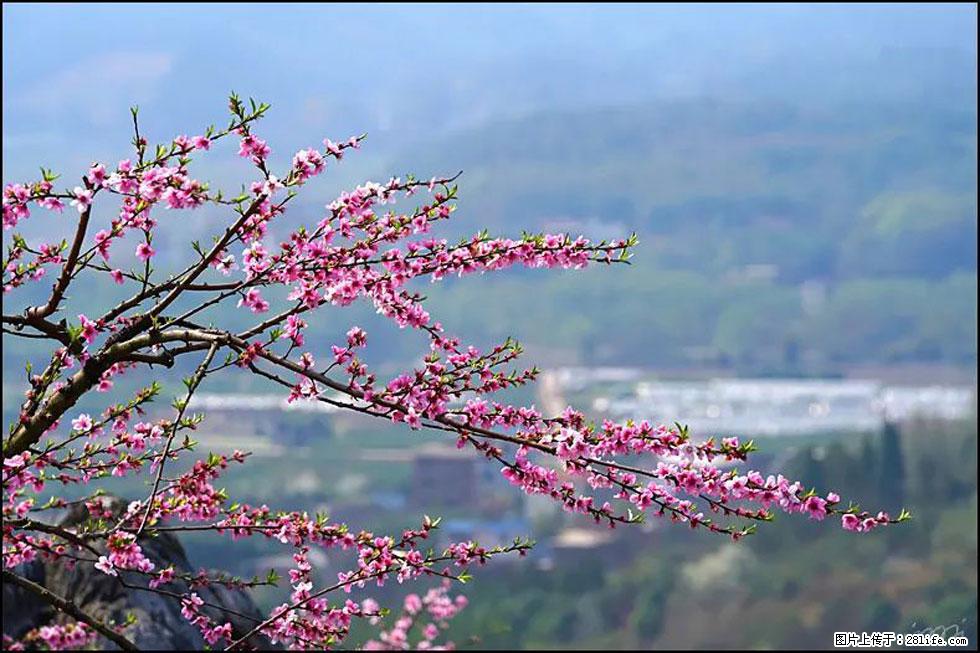 【春天，广西桂林灌阳县向您发出邀请！】望月岭上桃花开 - 游山玩水 - 鞍山生活社区 - 鞍山28生活网 as.28life.net