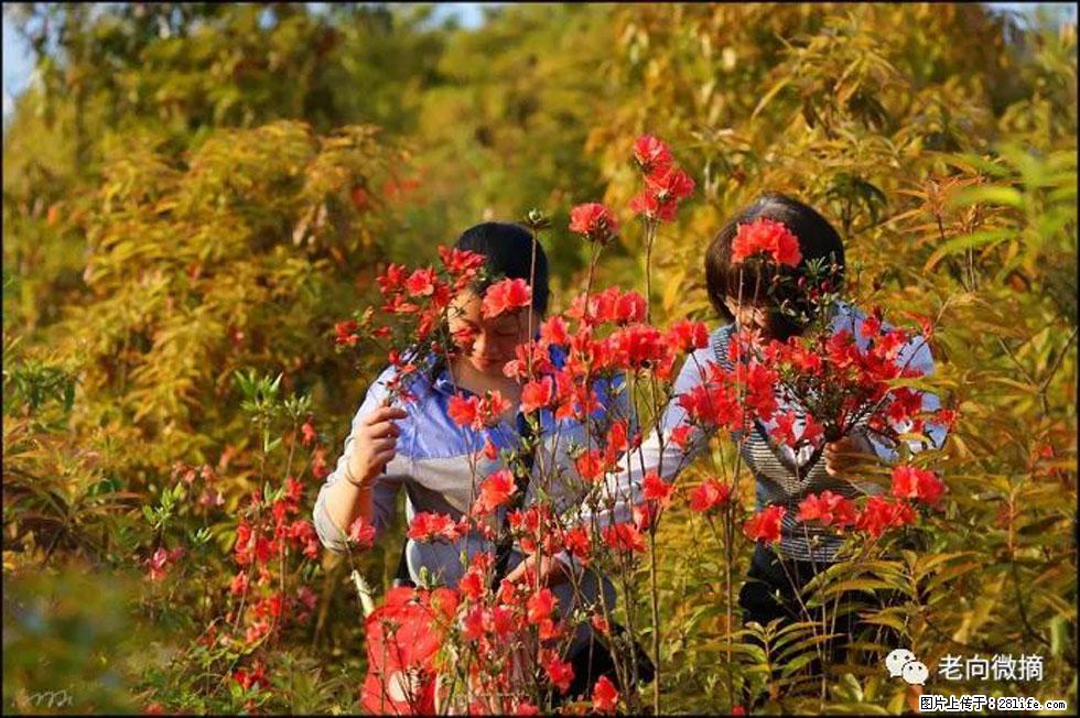 【春天，广西桂林灌阳县向您发出邀请！】登麒麟山，相约映山红 - 游山玩水 - 鞍山生活社区 - 鞍山28生活网 as.28life.net
