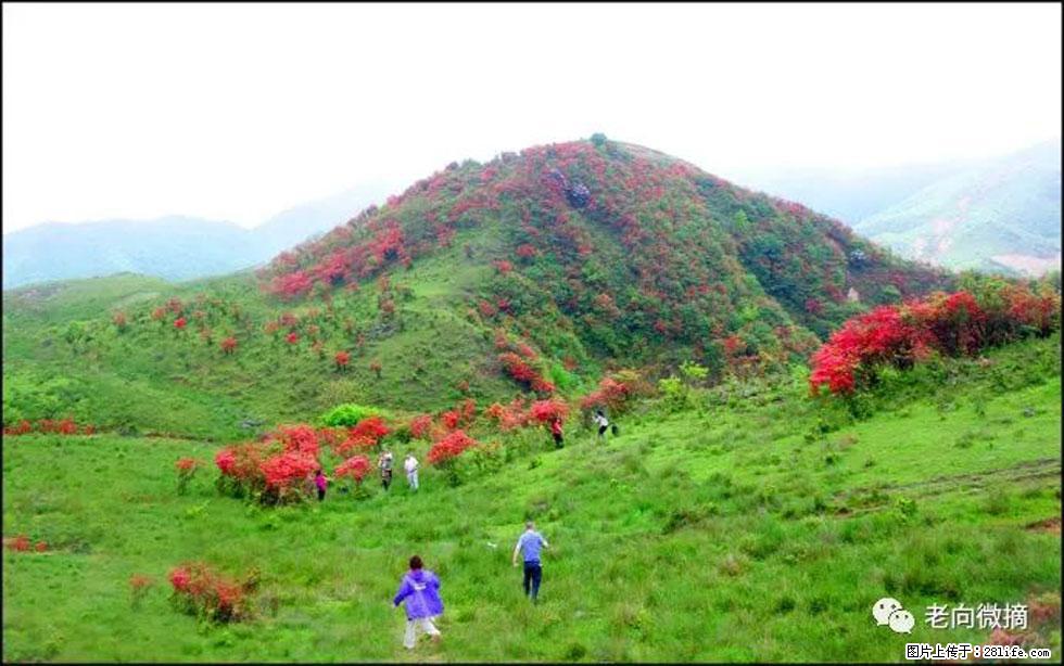 【春天，广西桂林灌阳县向您发出邀请！】宝盖山上映山红 - 游山玩水 - 鞍山生活社区 - 鞍山28生活网 as.28life.net