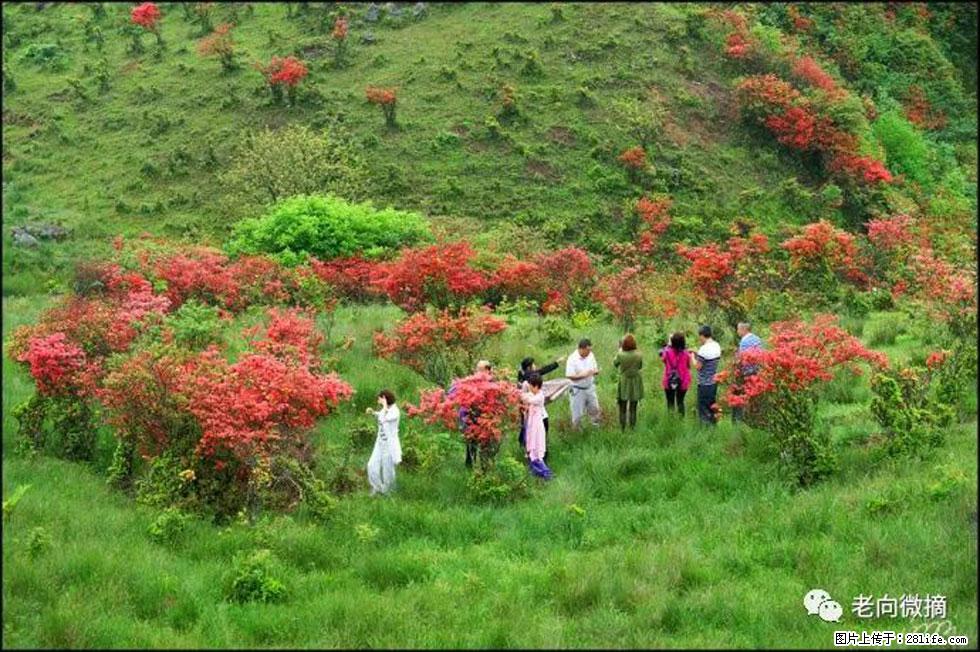【春天，广西桂林灌阳县向您发出邀请！】宝盖山上映山红 - 游山玩水 - 鞍山生活社区 - 鞍山28生活网 as.28life.net