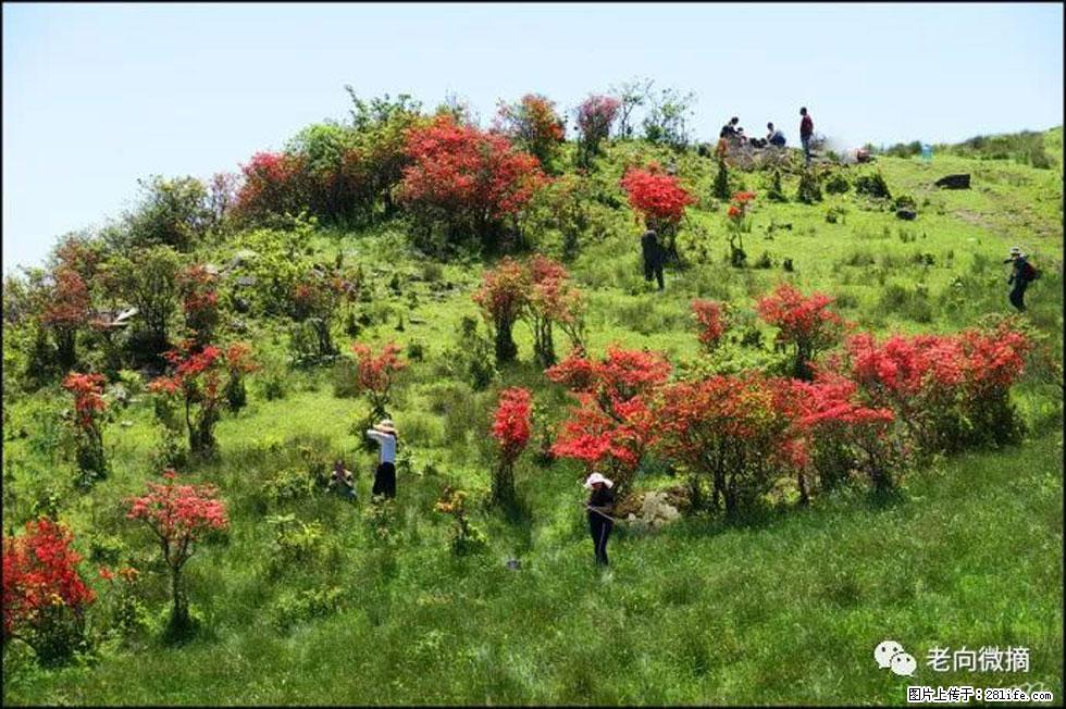 【春天，广西桂林灌阳县向您发出邀请！】宝盖山上映山红 - 游山玩水 - 鞍山生活社区 - 鞍山28生活网 as.28life.net