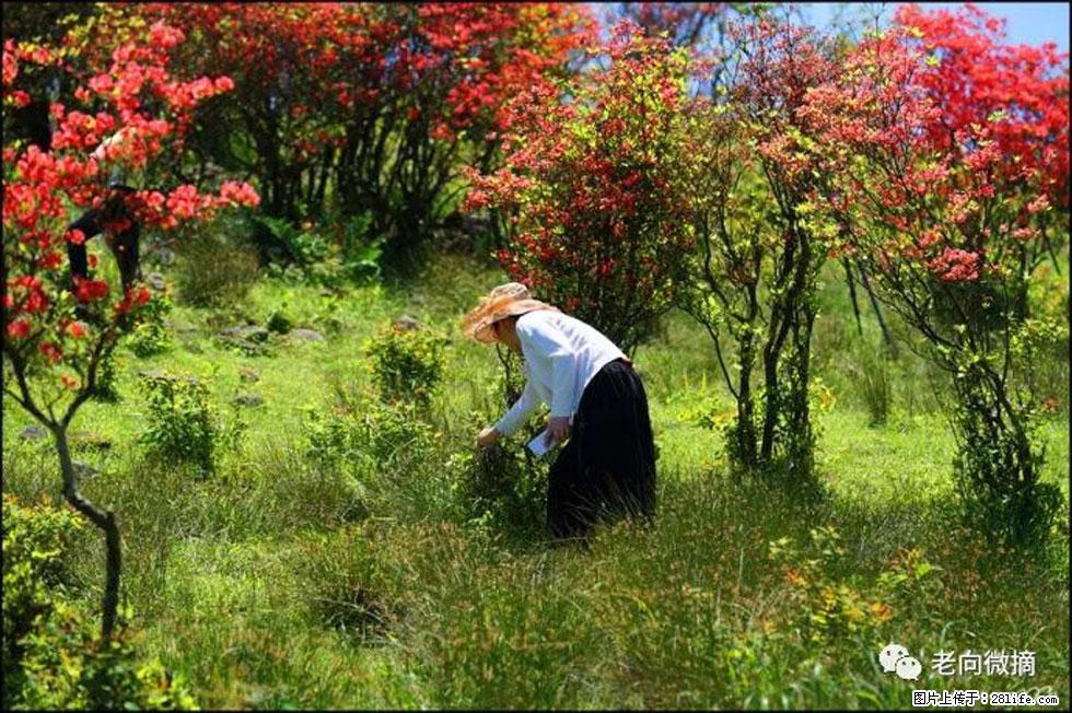 【春天，广西桂林灌阳县向您发出邀请！】宝盖山上映山红 - 游山玩水 - 鞍山生活社区 - 鞍山28生活网 as.28life.net