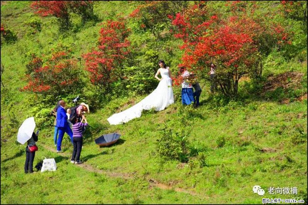 【春天，广西桂林灌阳县向您发出邀请！】宝盖山上映山红 - 游山玩水 - 鞍山生活社区 - 鞍山28生活网 as.28life.net