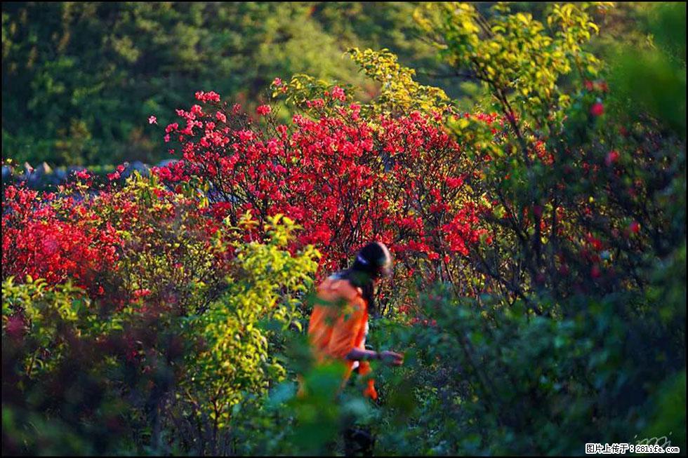 【春天，广西桂林灌阳县向您发出邀请！】春木界上映山红 - 游山玩水 - 鞍山生活社区 - 鞍山28生活网 as.28life.net