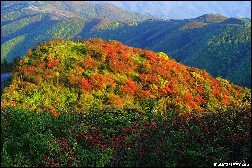 【春天，广西桂林灌阳县向您发出邀请！】春木界上映山红 - 游山玩水 - 鞍山生活社区 - 鞍山28生活网 as.28life.net