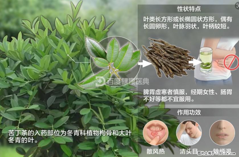 苦丁茶有哪些功效和作用 - 生活百科 - 鞍山生活社区 - 鞍山28生活网 as.28life.net