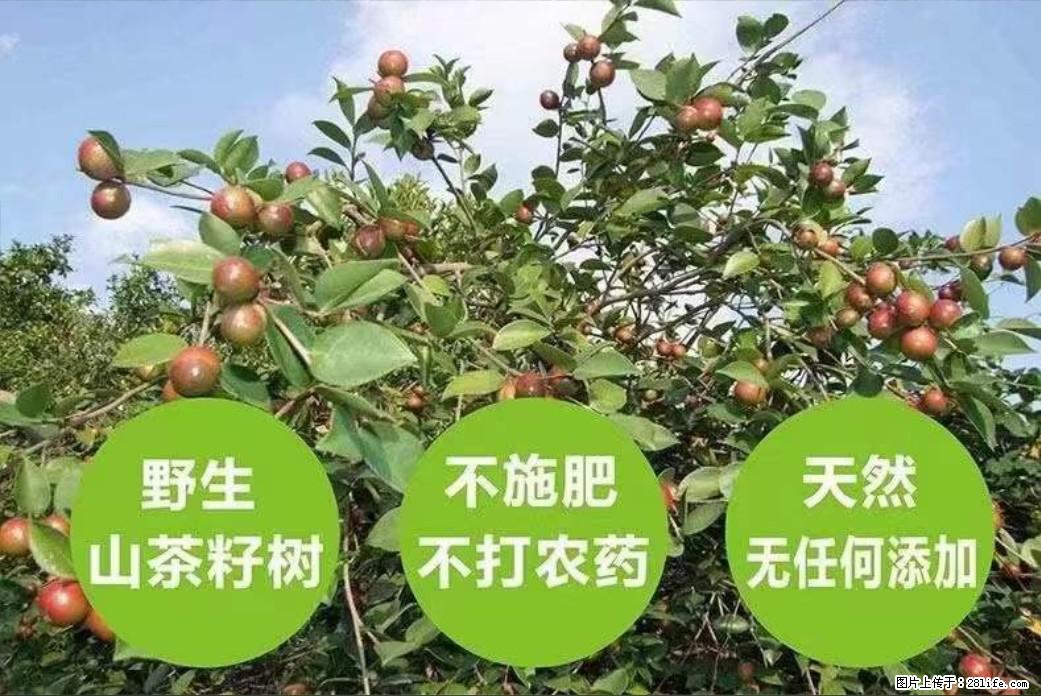 【灌阳县油茶产业示范区】一个有着充实的精神生活的人，对待身外之物自会有一种淡泊的态度 - 美食天地 - 鞍山生活社区 - 鞍山28生活网 as.28life.net