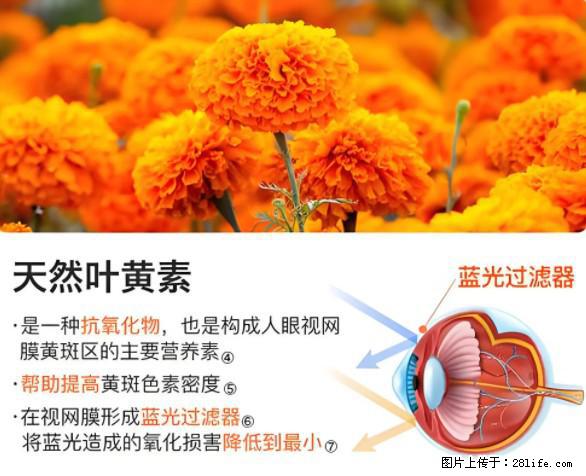 叶黄素有什么功效和作用 - 生活百科 - 鞍山生活社区 - 鞍山28生活网 as.28life.net