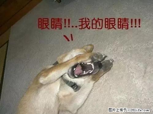 笑癫了！一女的怀孕三年未生，他终于忍不住了... - 娱乐八卦 - 鞍山生活社区 - 鞍山28生活网 as.28life.net