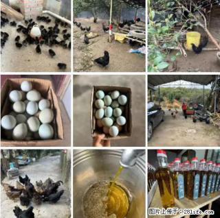 油茶园从小鸡仔开始养起的纯土鸡、土鸡蛋可以预定啦！还有前几天刚榨的纯山茶油哦 - 鞍山28生活网 as.28life.net
