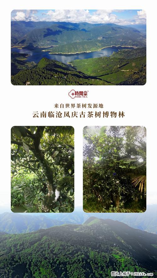 时间果百年古树2025年春红茶 - 购物交流 - 鞍山生活社区 - 鞍山28生活网 as.28life.net