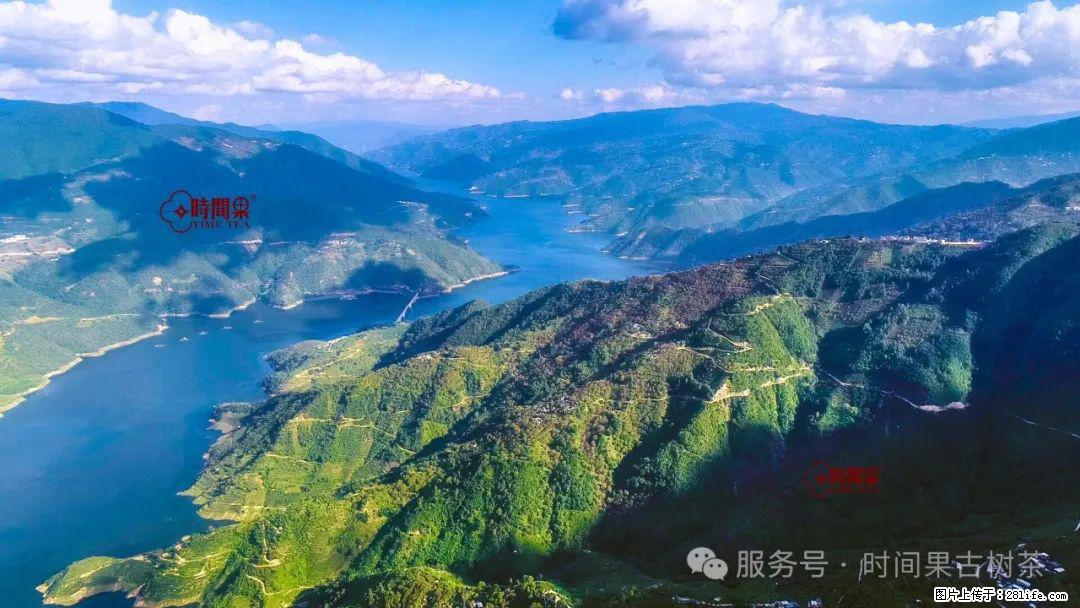 时间果百年古树龙珠普洱生茶 - 购物交流 - 鞍山生活社区 - 鞍山28生活网 as.28life.net