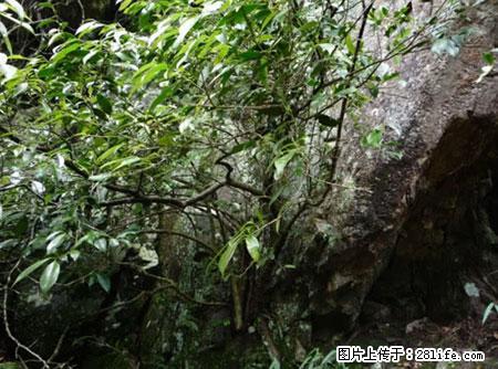 平乐石崖茶，珍贵仅次于金花茶 - 鞍山生活资讯 - 鞍山28生活网 as.28life.net