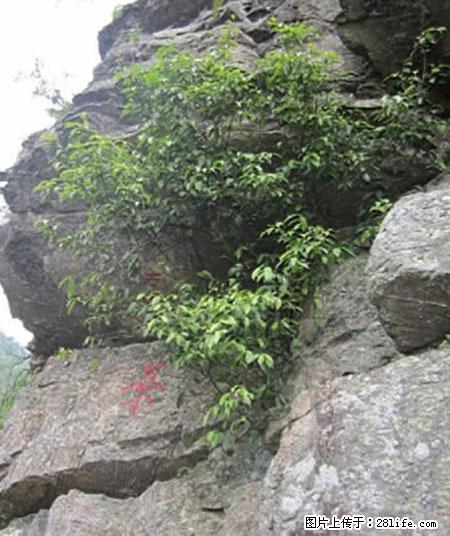 平乐石崖茶，珍贵仅次于金花茶 - 鞍山生活资讯 - 鞍山28生活网 as.28life.net