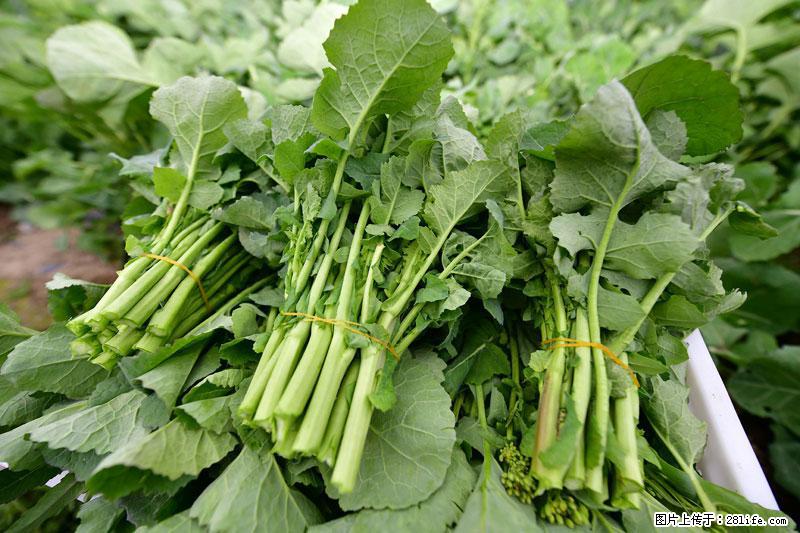 这些蔬菜是“天然钙片”，这6种被医生重点推荐 - 鞍山生活资讯 - 鞍山28生活网 as.28life.net